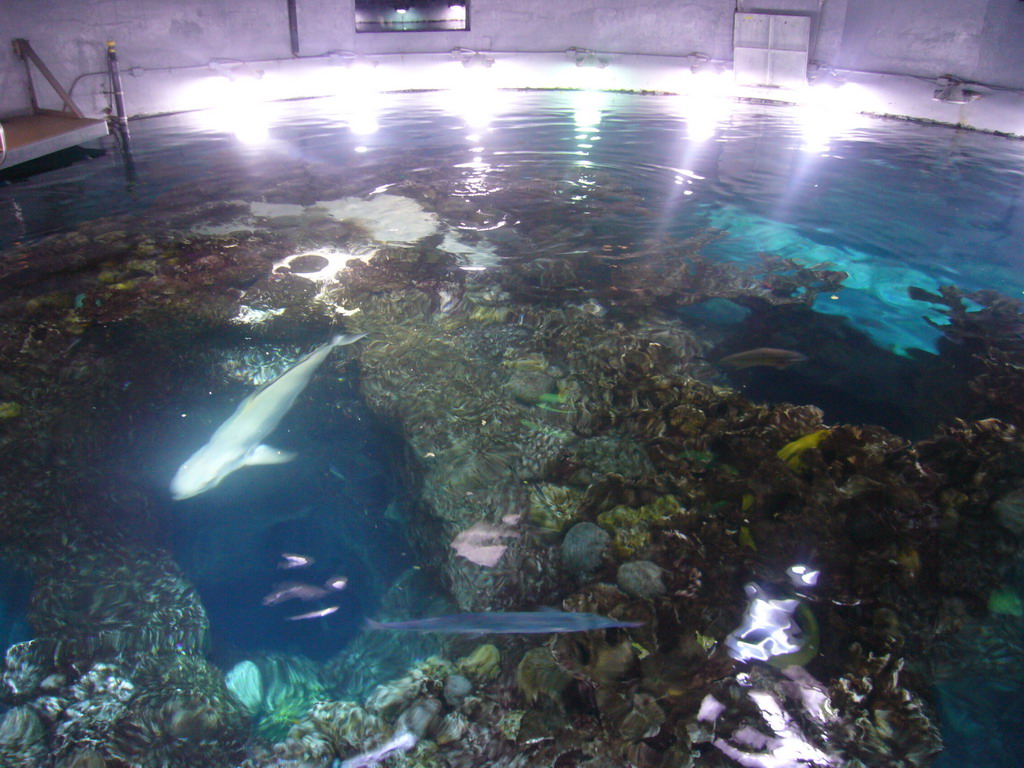 Coral reef and fish in the Giant Ocean Tank, in the New England Aquarium