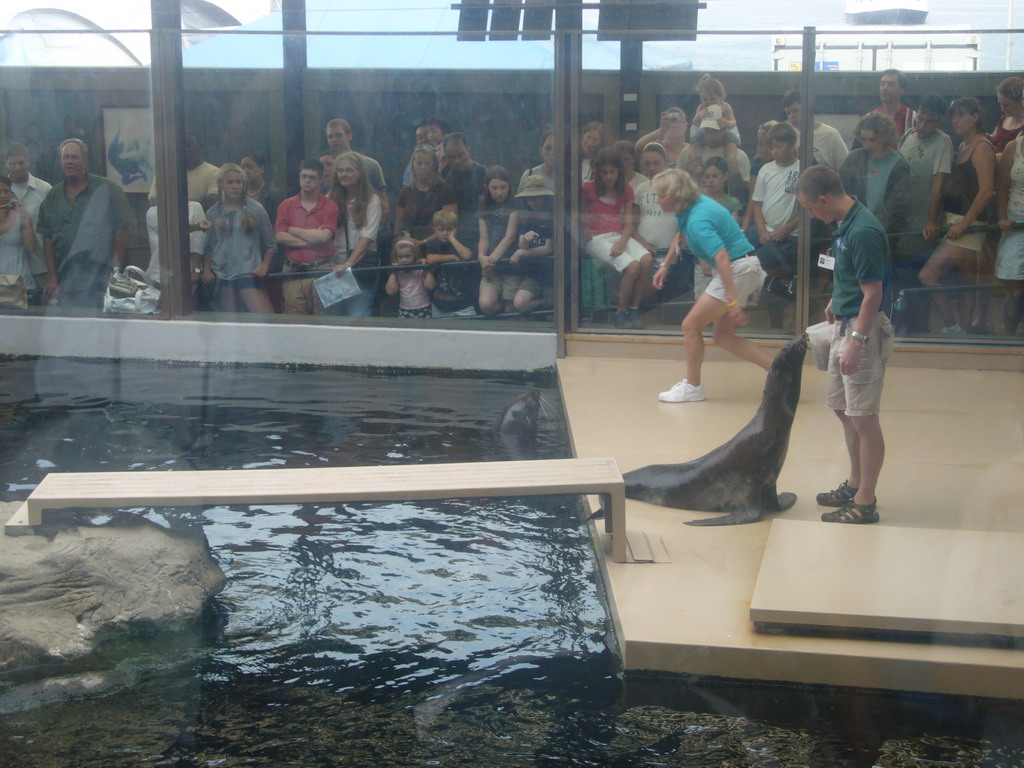 Zoo attendants training and feeding the seals, in the New England Aquarium