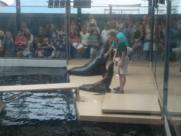 Zoo attendants training and feeding the seals, in the New England Aquarium
