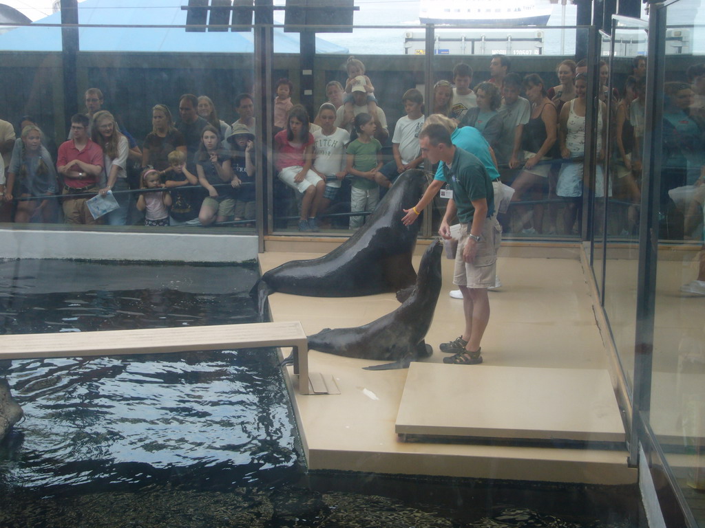 Zoo attendants training and feeding the seals, in the New England Aquarium