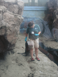 Zoo attendant training and feeding a seal, in the New England Aquarium