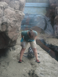 Zoo attendant training and feeding a seal, in the New England Aquarium