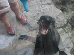Seal, being trained and fed by a zoo attendant, in the New England Aquarium