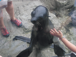 Seal, being trained and fed by a zoo attendant, in the New England Aquarium