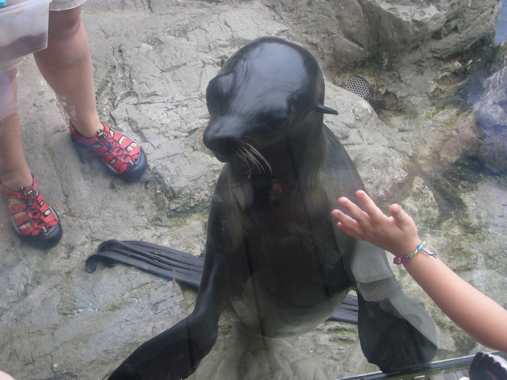 Seal, being trained and fed by a zoo attendant, in the New England Aquarium