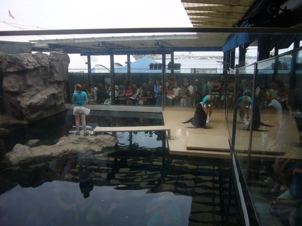 Zoo attendants training and feeding the seals, in the New England Aquarium