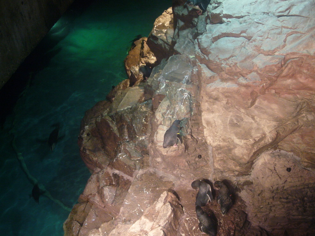 Penguins, in the New England Aquarium