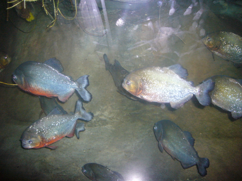 Piranha fish, in the New England Aquarium