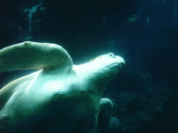 Turtle, in the New England Aquarium