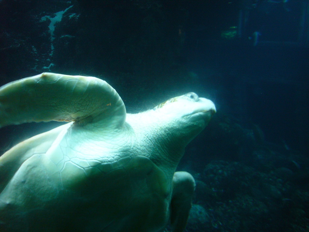 Turtle, in the New England Aquarium