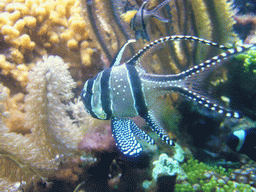 Tropical fish and coral reef, in the New England Aquarium