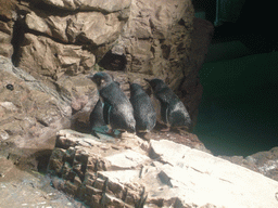 Penguins, in the New England Aquarium