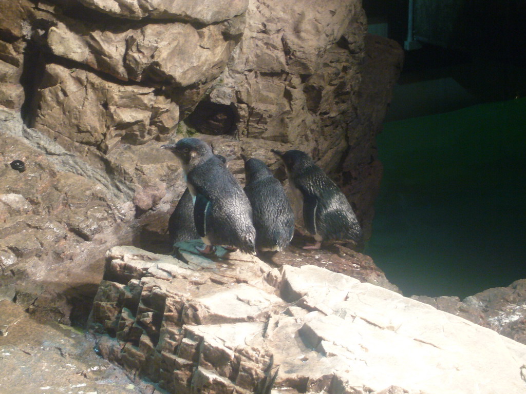 Penguins, in the New England Aquarium