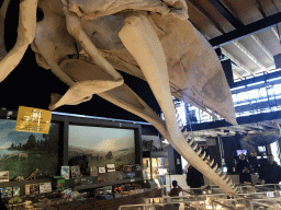 Skeleton of Casper the Sperm Whale above the Lower Floor of the Museum Building of the Oertijdmuseum