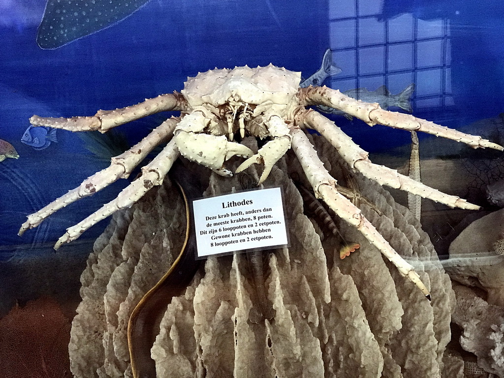 Stuffed Lithodes crab at the walkway from the Lower Floor to the Upper Floor at the Museum Building of the Oertijdmuseum, with explanation