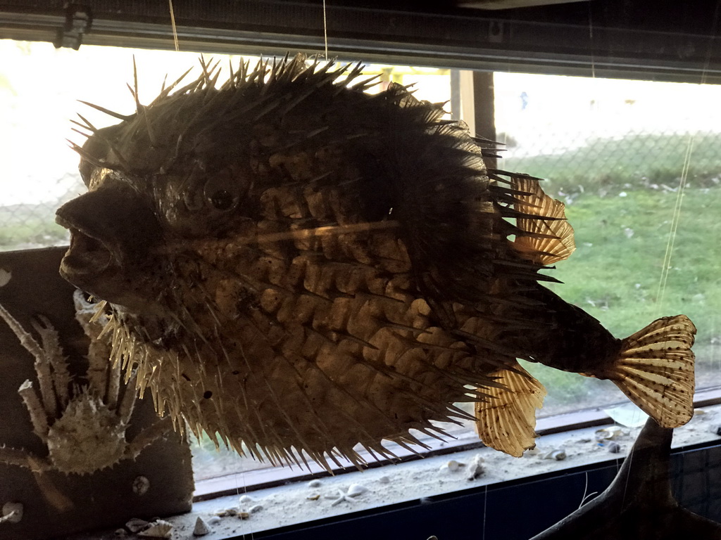 Stuffed Pufferfish at the walkway from the Lower Floor to the Upper Floor at the Museum Building of the Oertijdmuseum