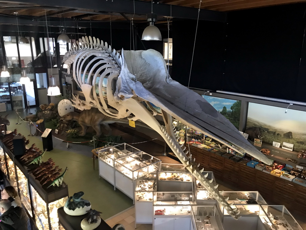 Skeleton of Casper the Sperm Whale above the Lower Floor of the Museum Building of the Oertijdmuseum, viewed from the Upper Floor