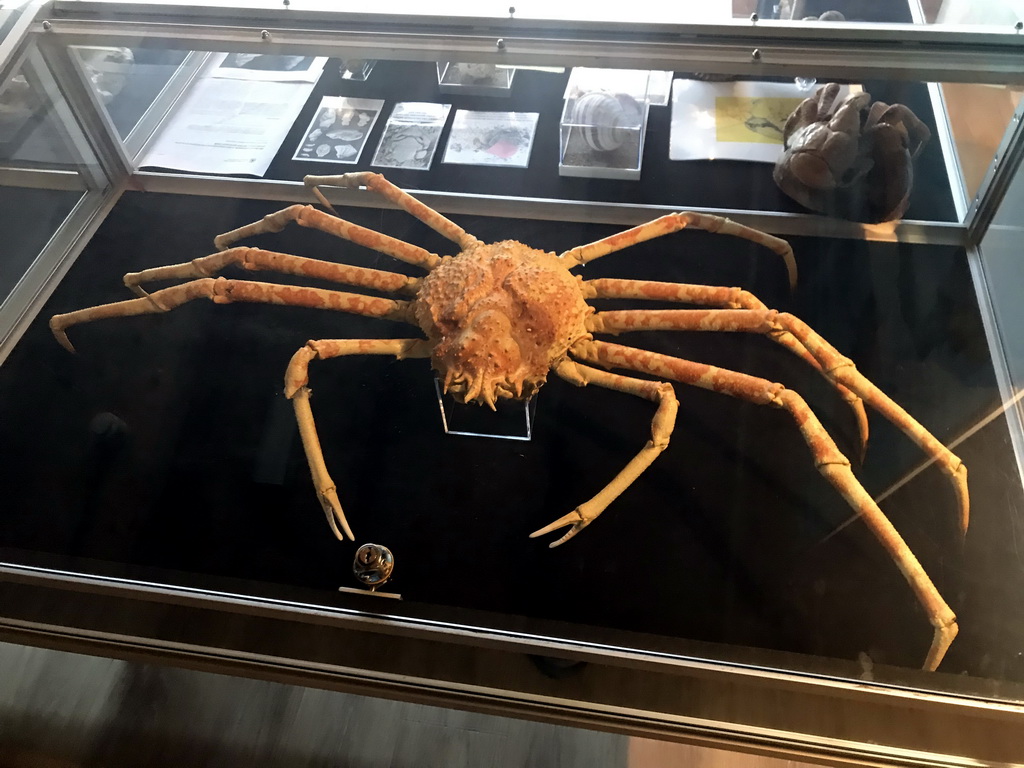 Stuffed Crab at the Upper Floor of the Museum Building of the Oertijdmuseum