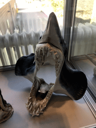 Stuffed shark head at the Upper Floor of the Museum Building of the Oertijdmuseum