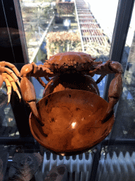 Stuffed Crab at the Upper Floor of the Museum Building of the Oertijdmuseum