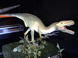 Statue of a Variraptor at the Upper Floor of the Museum Building of the Oertijdmuseum