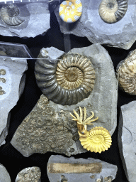 Fossilized shells at the Upper Floor of the Museum Building of the Oertijdmuseum