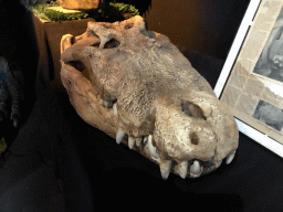 Skull of a Crocodile at the Upper Floor of the Museum Building of the Oertijdmuseum