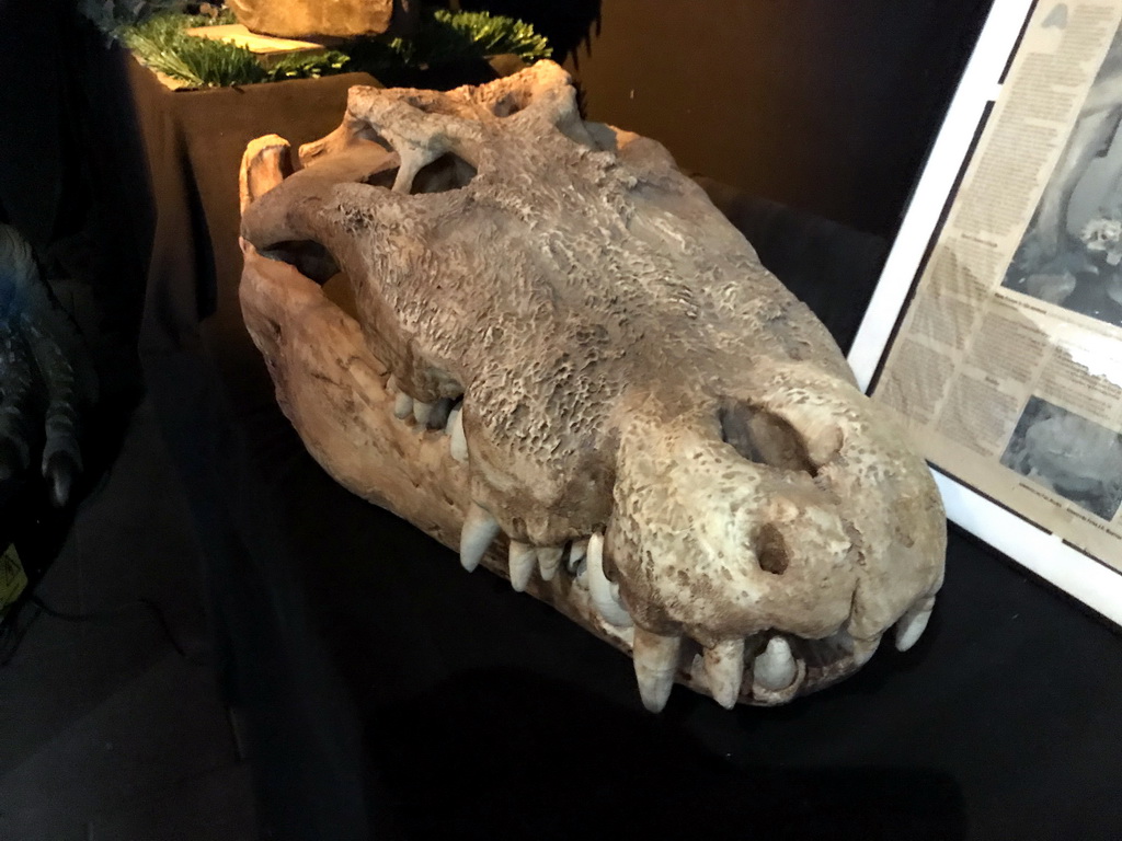 Skull of a Crocodile at the Upper Floor of the Museum Building of the Oertijdmuseum