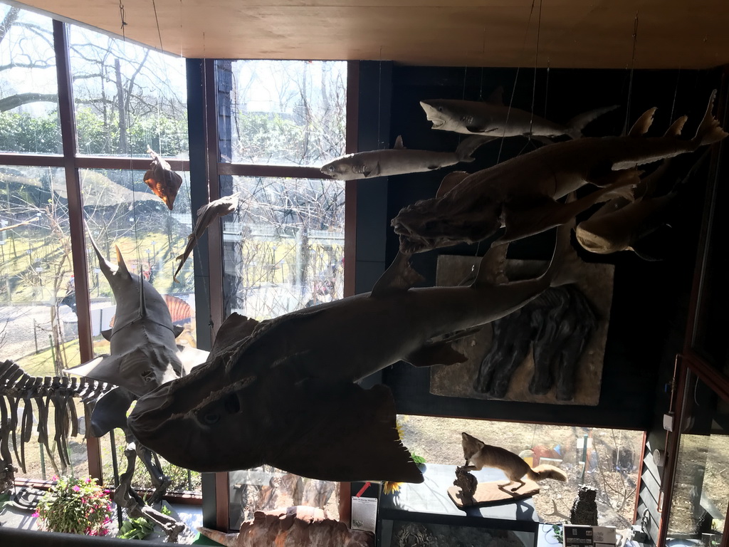 Stuffed Sharks and Stingrays hanging on the ceiling of the hallway from the Museum building to the Dinohal building of the Oertijdmuseum