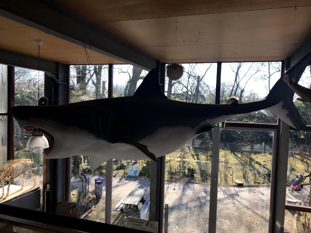 Stuffed Shark hanging on the ceiling of the hallway from the Museum building to the Dinohal building of the Oertijdmuseum