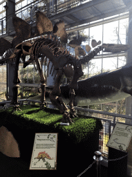 Skeleton of a Stegosaurus at the Middle Floor of the Dinohal building of the Oertijdmuseum, with explanation