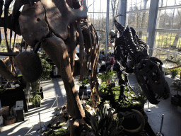 Skeletons of a Brachiosaurus and a Tyrannosaurus Rex at the Lower Floor of the Dinohal building of the Oertijdmuseum, viewed from the Middle Floor