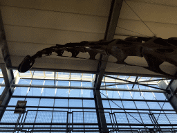 Skeleton of a Brachiosaurus at the Lower Floor of the Dinohal building of the Oertijdmuseum, viewed from the Middle Floor