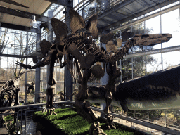 Skeleton of a Stegosaurus at the Middle Floor of the Dinohal building of the Oertijdmuseum