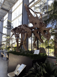 Skeleton of a Chasmosaurus at the Lower Floor of the Dinohal building of the Oertijdmuseum, with explanation