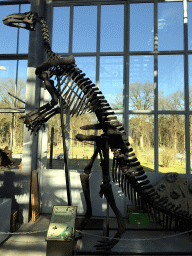 Skeleton of an Iguanodon at the Lower Floor of the Dinohal building of the Oertijdmuseum, with explanation