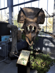 Skull of a Triceratops at the Lower Floor of the Dinohal building of the Oertijdmuseum, with explanation