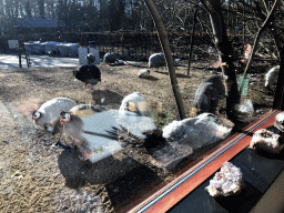 Guineafowls in the Garden of the Oertijdmuseum, viewed from the restaurant at the Lower Floor of the Museum building