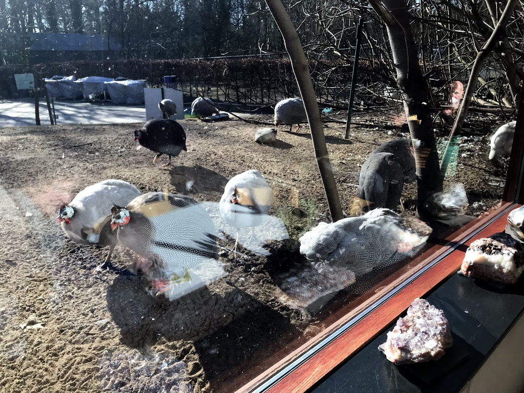 Guineafowls in the Garden of the Oertijdmuseum, viewed from the restaurant at the Lower Floor of the Museum building