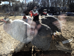 Guineafowls in the Garden of the Oertijdmuseum, viewed from the restaurant at the Lower Floor of the Museum building