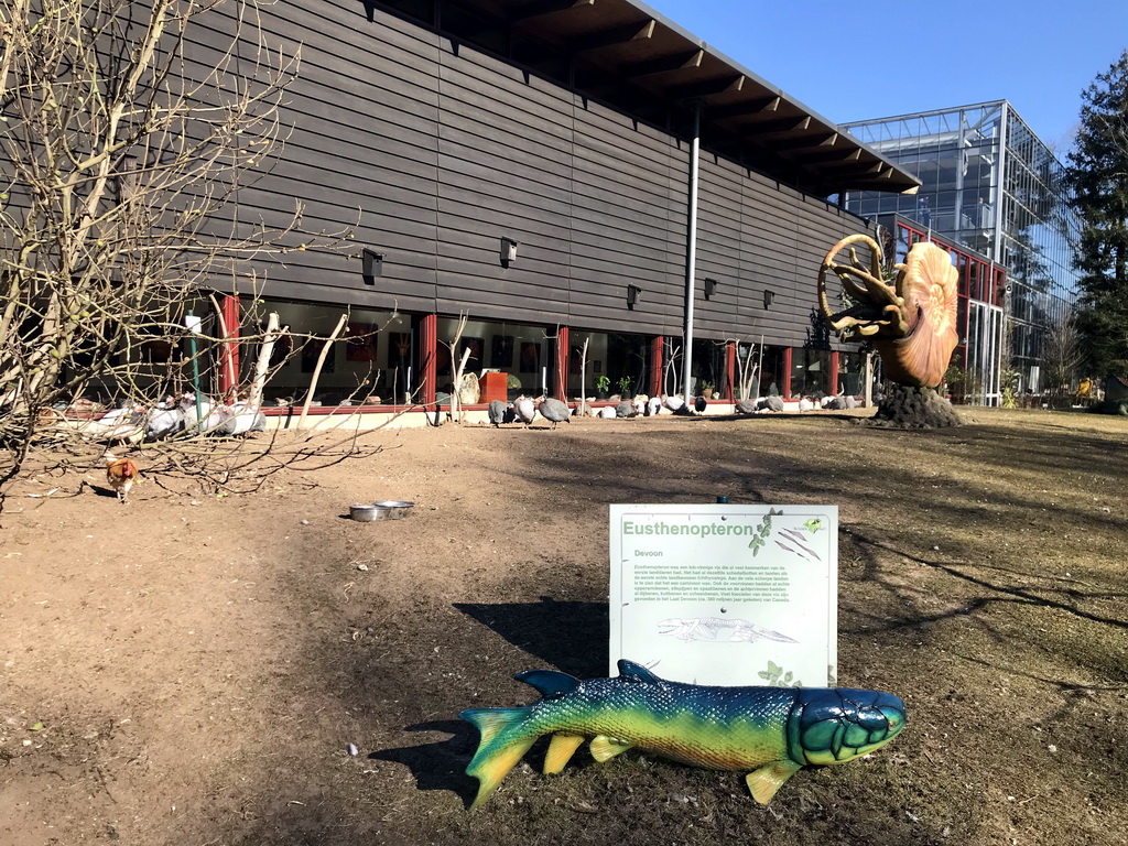 Statues of an Eusthenopteron and an Ammonite in front of the Museum building in the Garden of the Oertijdmuseum, with explanation