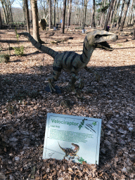 Statue of a Velociraptor in the Oertijdwoud forest of the Oertijdmuseum, with explanation