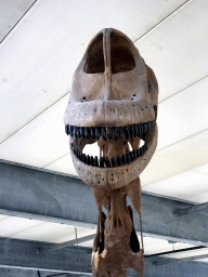 Head of the skeleton of a Brachiosaurus at the Dinohal building of the Oertijdmuseum