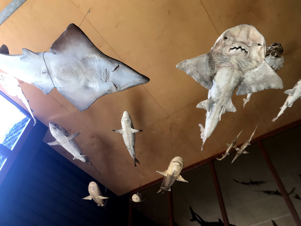 Statues of Sharks and Stingrays hanging on the ceiling of the hallway from the Dinohal building to the Museum building of the Oertijdmuseum