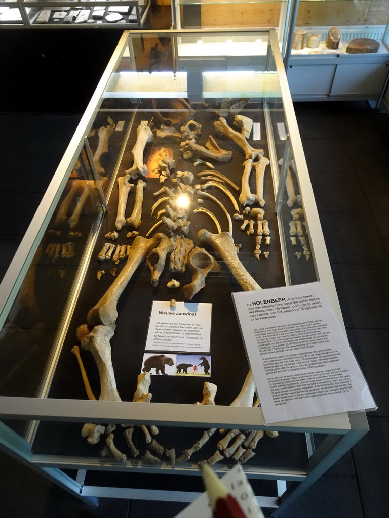 Skeleton of a Cave Bear at the Upper Floor of the Museum Building of the Oertijdmuseum