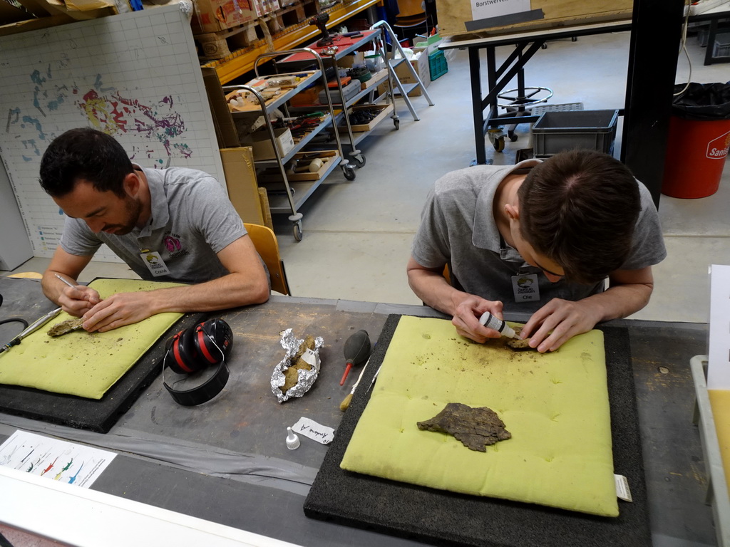 Paleontologists working on the Diplodocus skeleton `Kirby` at the paleontological laboratory at the Upper Floor of the Museum Building of the Oertijdmuseum