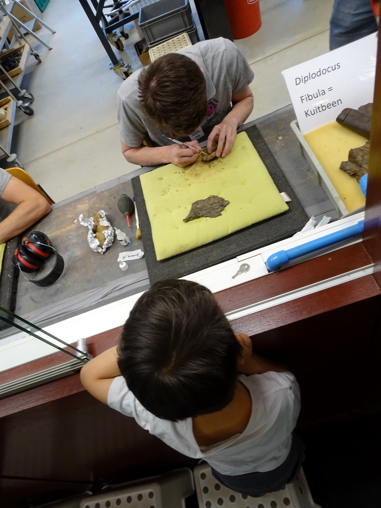 Max looking at a paleontologist working on the Diplodocus skeleton `Kirby` at the paleontological laboratory at the Upper Floor of the Museum Building of the Oertijdmuseum