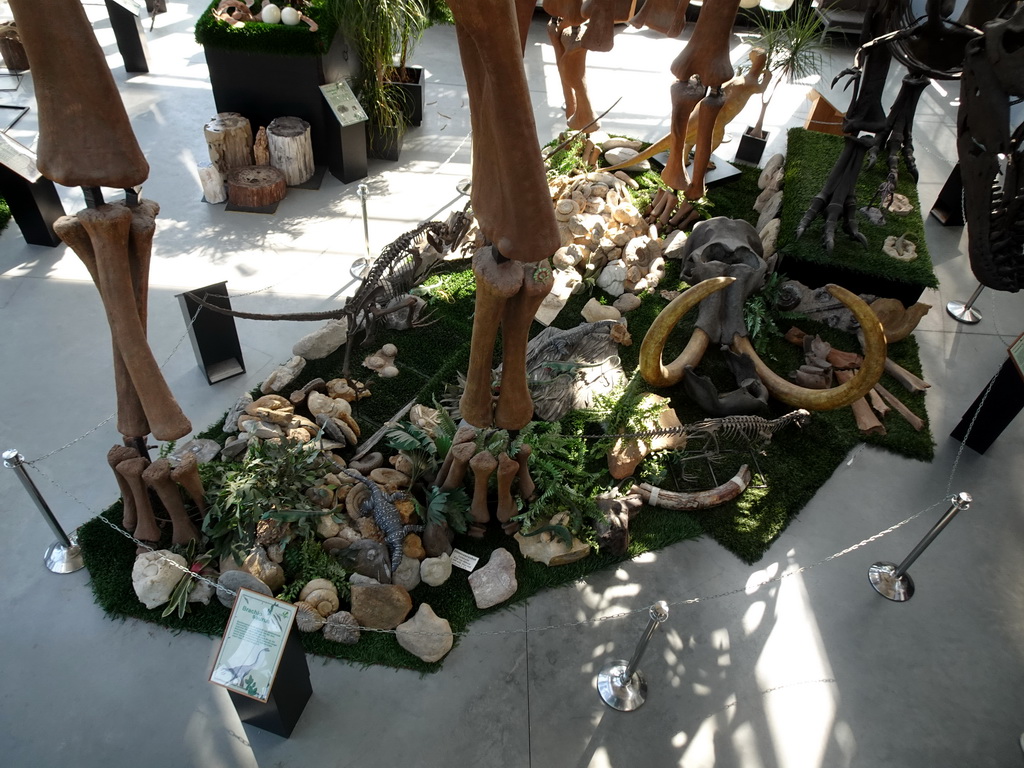 Statues, skeletons and skulls at the Lower Floor of the Dinohal building of the Oertijdmuseum, viewed from the Middle Floor