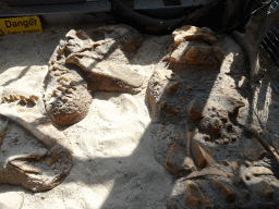 Excavation site with skeletons of a Tarbosaurus and a Saichania at the Lower Floor of the Dinohal building of the Oertijdmuseum