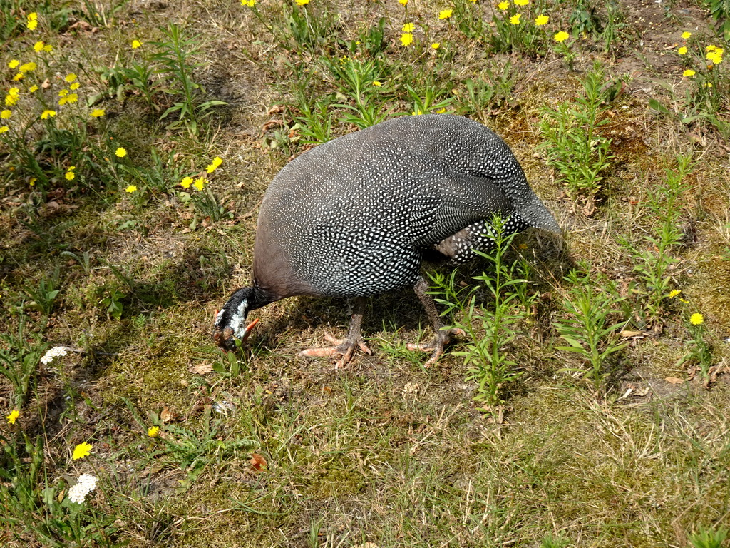 Guineafowl in the Garden of the Oertijdmuseum